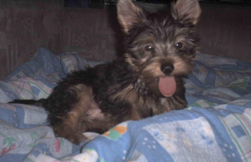 Pies rasy Yorkshire Terrier urodzony 04.06.2006 u nas w domu od 12.08.2006 (ok. godz. 17)