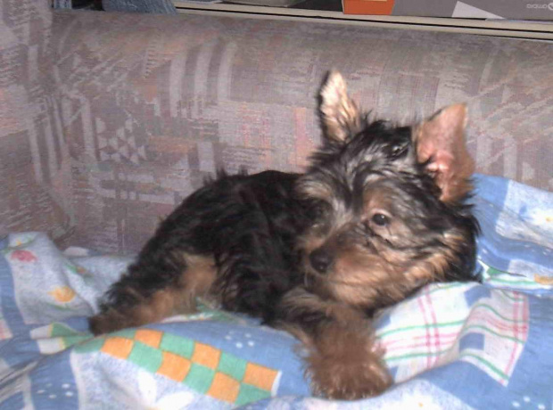 Pies rasy Yorkshire Terrier urodzony 04.06.2006 u nas w domu od 12.08.2006 (ok. godz. 17)