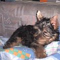 Pies rasy Yorkshire Terrier urodzony 04.06.2006 u nas w domu od 12.08.2006 (ok. godz. 17)