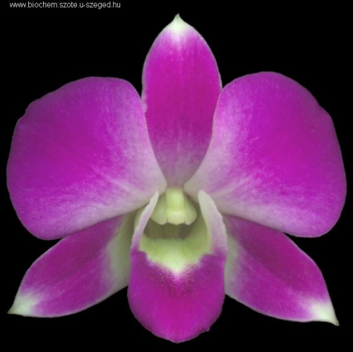 #orchid5