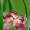mrówy na pączku hibiskusa #makro #owady #kwiaty