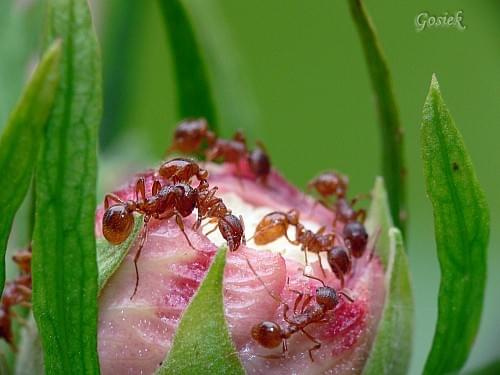 mrówy na pączku hibiskusa #makro #owady #kwiaty