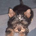 Pies rasy Yorkshire Terrier urodzony 04.06.2006 u nas w domu od 12.08.2006 (ok. godz. 17)