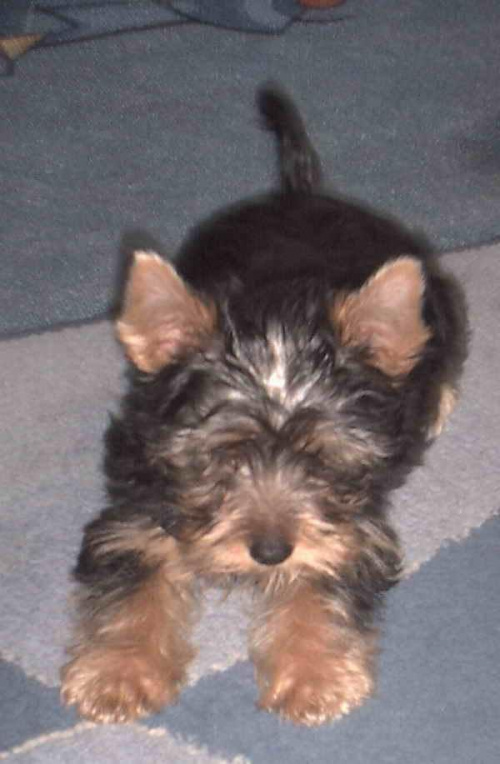 Pies rasy Yorkshire Terrier urodzony 04.06.2006 u nas w domu od 12.08.2006 (ok. godz. 17)