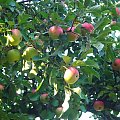 Jabłonka przy leśniczówce #jabłko #jabłka #jabłonka #owoce