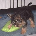 Pies rasy Yorkshire Terrier urodzony 04.06.2006 u nas w domu od 12.08.2006 (ok. godz. 17)