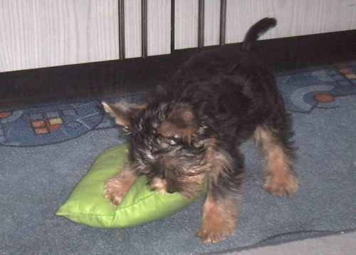 Pies rasy Yorkshire Terrier urodzony 04.06.2006 u nas w domu od 12.08.2006 (ok. godz. 17)