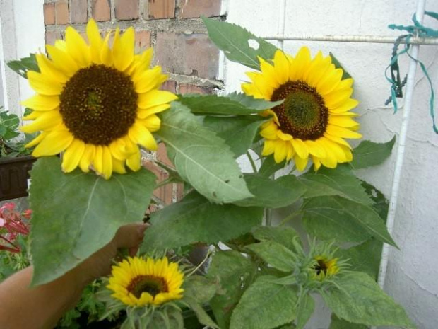 słoneczniki #słonecznik #kwiaty