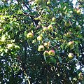 Jabłonka przy leśniczówce #jabłka #jabłko #jabłonka #owoce