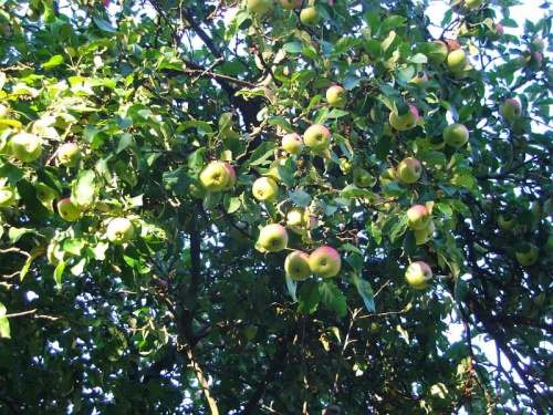 Jabłonka przy leśniczówce #jabłka #jabłko #jabłonka #owoce