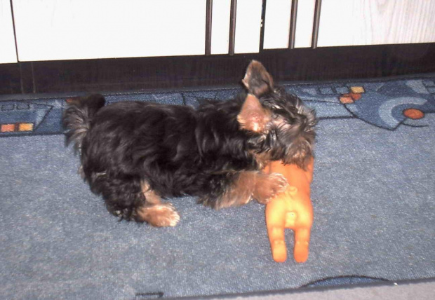 Pies rasy Yorkshire Terrier urodzony 04.06.2006 u nas w domu od 12.08.2006 (ok. godz. 17)