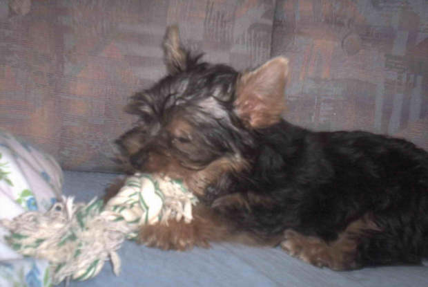 Pies rasy Yorkshire Terrier urodzony 04.06.2006 u nas w domu od 12.08.2006 (ok. godz. 17)