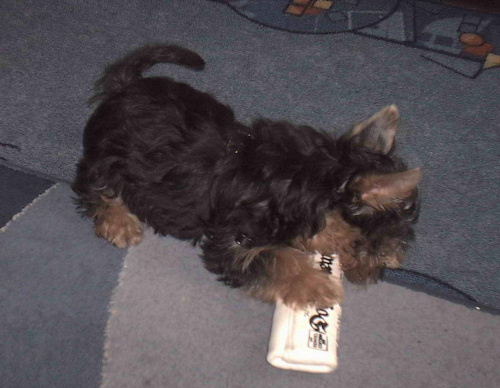 Pies rasy Yorkshire Terrier urodzony 04.06.2006 u nas w domu od 12.08.2006 (ok. godz. 17)