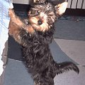 Pies rasy Yorkshire Terrier urodzony 04.06.2006 u nas w domu od 12.08.2006 (ok. godz. 17)