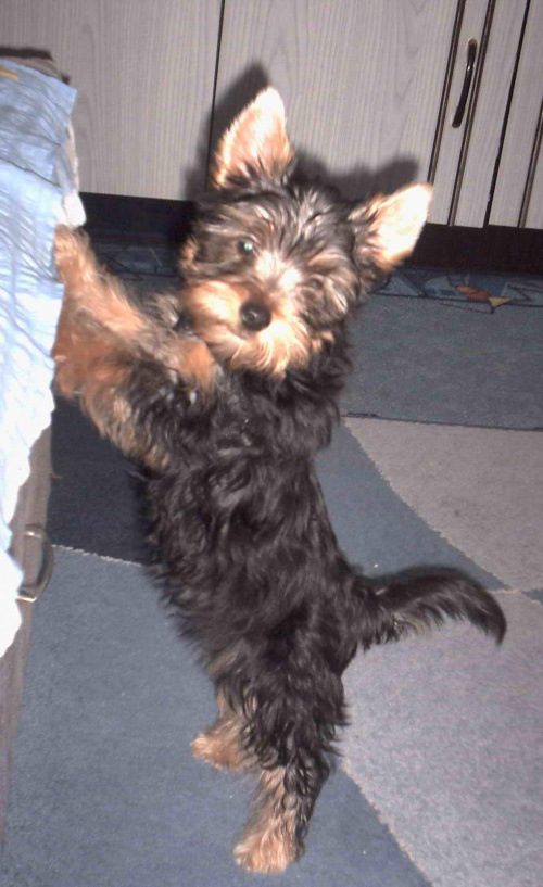 Pies rasy Yorkshire Terrier urodzony 04.06.2006 u nas w domu od 12.08.2006 (ok. godz. 17)