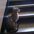 sliczna i bardzo kochana Szaraska poszukuje domku. siedzi na schodkach i czeka na nowego wlasciciela..... ktoremu odda swe wielkie serduszko... #Filemon #kicia #koty #MojeKoty