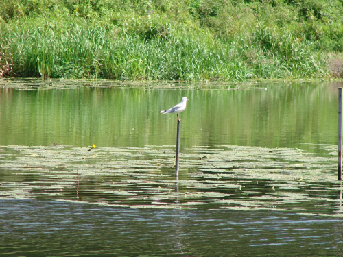 Wilanów