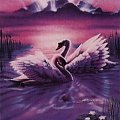 swan