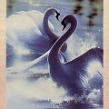 swan