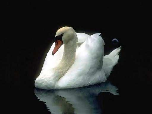 swan