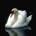 swan
