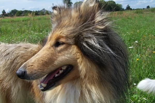 Gracja, mója kochana sunia #Gracja #collie