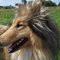 Gracja, mója kochana sunia #Gracja #collie