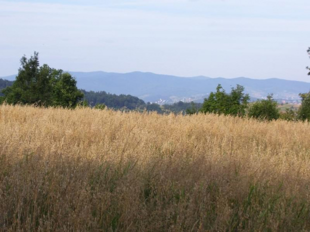 Krajobraz za Kalwarią Zebrz.