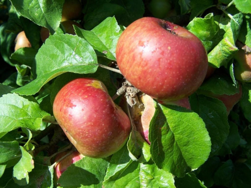 jablka #owoce #jabłka