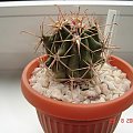 Ferocactus herrerae RS953