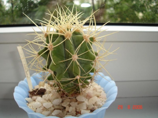 Ferocactus glaucescens