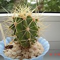 Ferocactus glaucescens