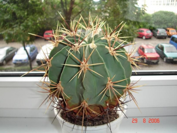 Ferocactus hystrix ( duży )