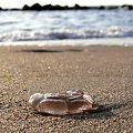 Fotki Darłówko 2006 #morze #meduza #plaża #makro
