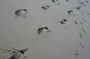 slady wędrowniczek w tym 4-łapych #slady #NaPlaży #NaPiasku