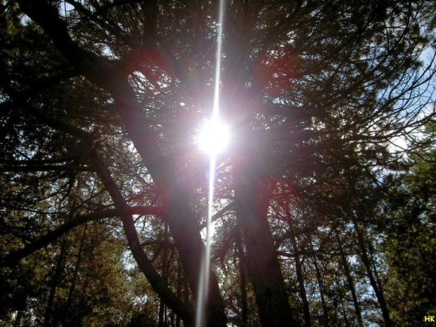 pomiedzy drzewami #swiatło #drzewo #błysk