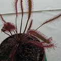 D. capensis 'all red'