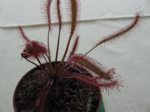 D. capensis 'all red'
