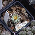 Turbinicarpus flaviflorus