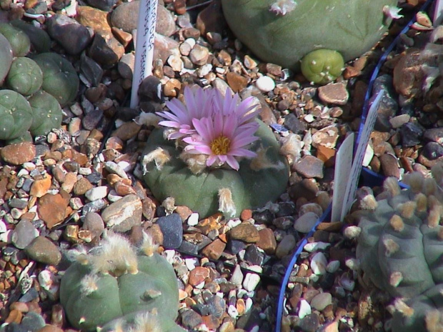 Lophophora diffusa v.decipiens #LophophoraDiffusa