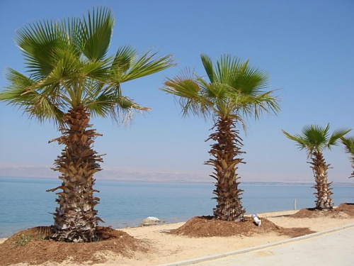 Jordania - Najniżej położony punkt na ziemi. Morze Martwe. - 400m