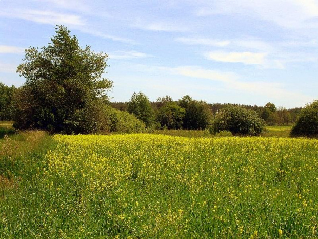 rzepakowa łąka