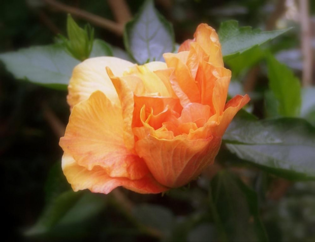 hibiskus herbaciany kolejne fotki #kwiat #hibiskus