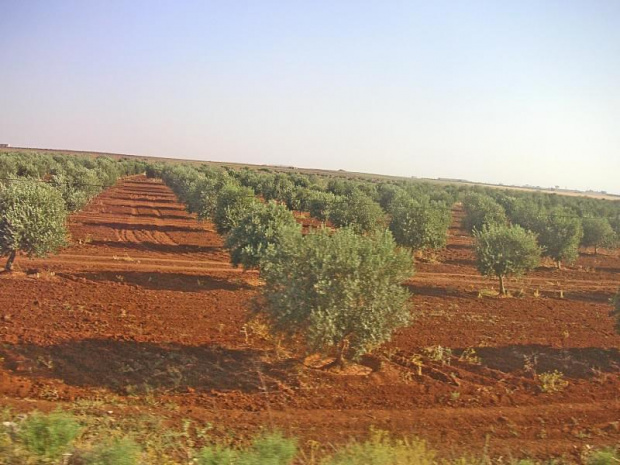 Syria - czerwone pola bardzo mnie zaskoczyły.