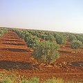 Syria - czerwone pola bardzo mnie zaskoczyły.