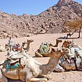 Egipt - Synaj -Wielkie safari Abu Galum