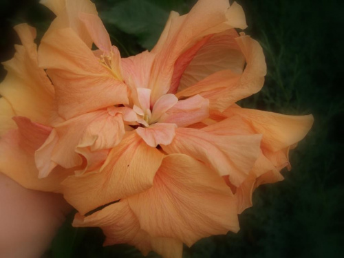 hibiskus herbaciany kolejne fotki #kwiat #hibiskus