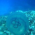 Meduza
