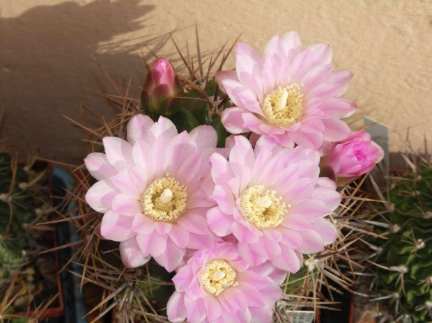 Kwitnące 18-letnie Gymnocalycium achirasence var. echinatum #Kaktusy #Cacti #GymnocalyciumAchirasence