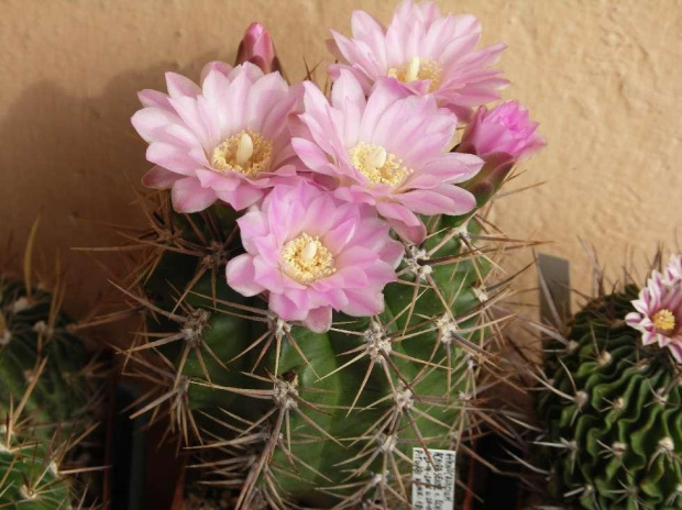 Kwitnące 18-letnie Gymnocalycium achirasence var. echinatum #Kaktusy #Cacti #GymnocalyciumAchirasence